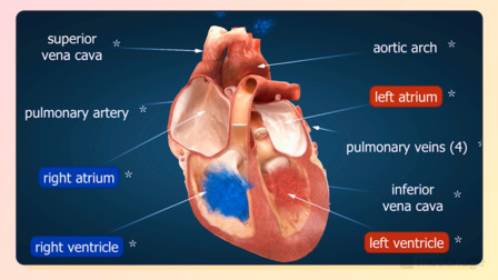 Cardiovascular Disease Essentials in Acute Care: A Public Health Crisis