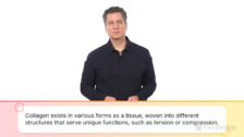 Passive and Active Impacts on Mechanical Properties of Collagen
