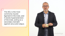 Basic Anatomy and Biomechanics of the Major Knee Ligaments